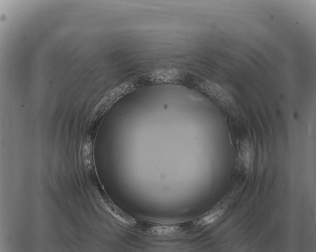 X0000066520526200603311757