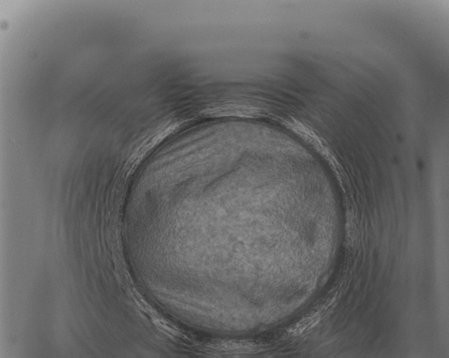 X0000066520529200603311756