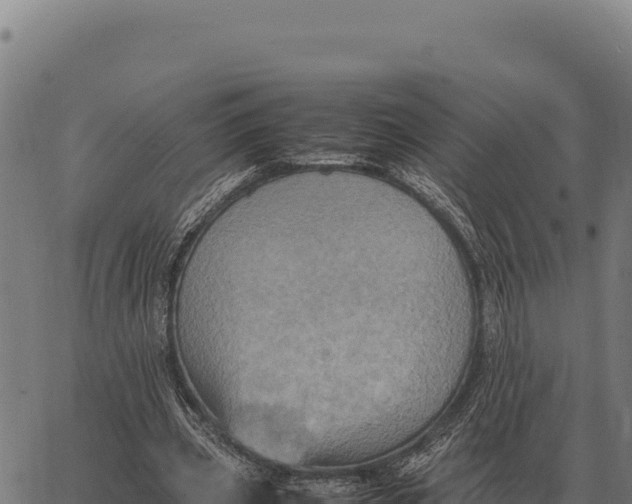 X0000066520533200603311757