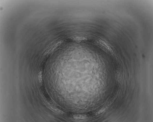 X0000066520549200603311757