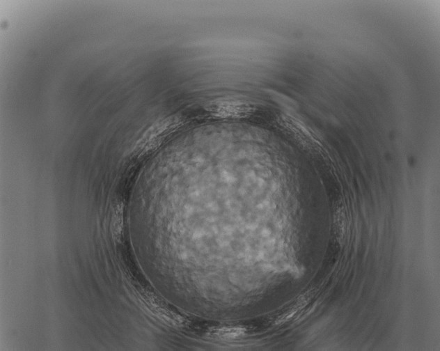 X0000066520554200603311757