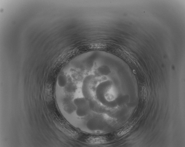 X0000066520557200603311757