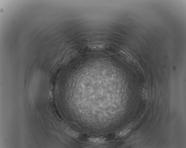 X0000066520561200603311757