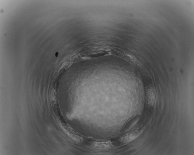 X0000066520571200603311757