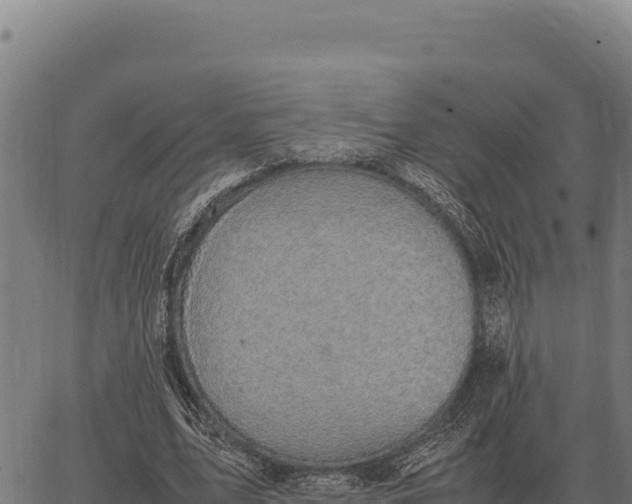 X0000066520583200603311756