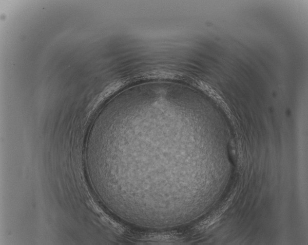 X0000066520625200603311755