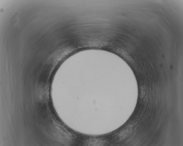 X0000066520632200603311755