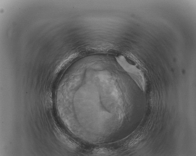 X0000066520634200603311755