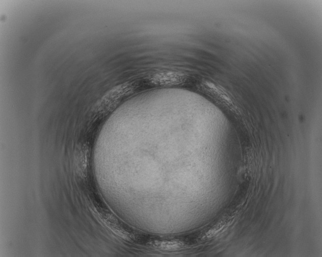 X0000066520645200603311755