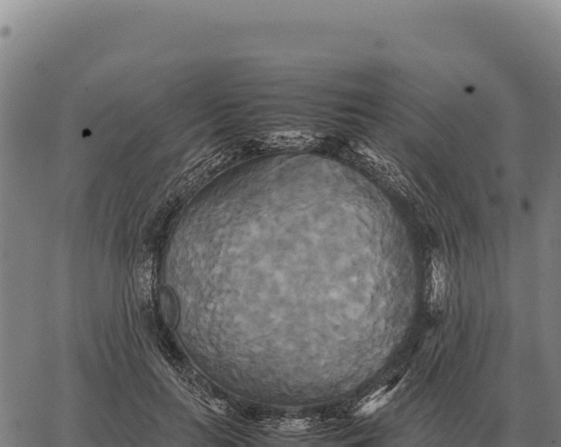 X0000066520647200603311755