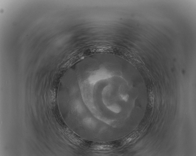 X0000066520657200603311755