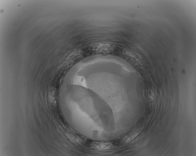 X0000066520663200603311756