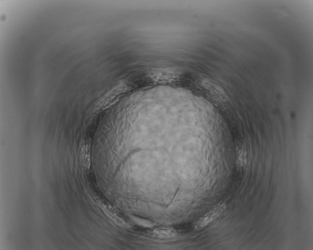 X0000066520666200603311756