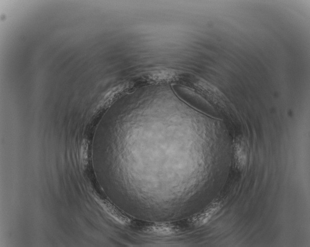 X0000066520668200603311756