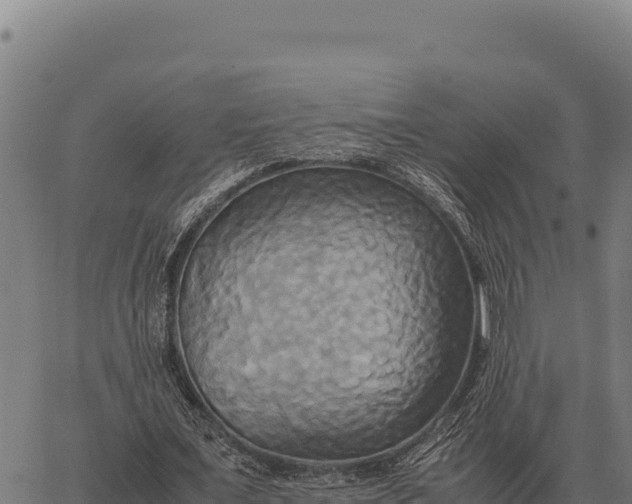 X0000066520675200603311755