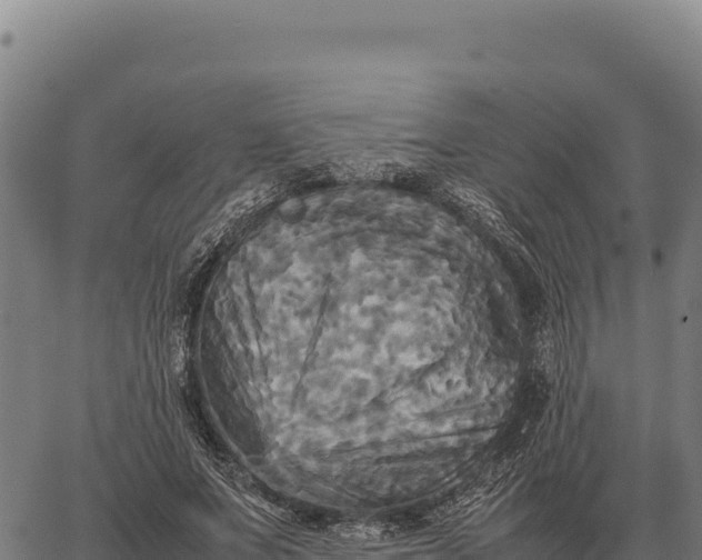 X0000066520687200603311755