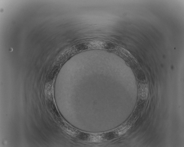 X0000066520701200603311754