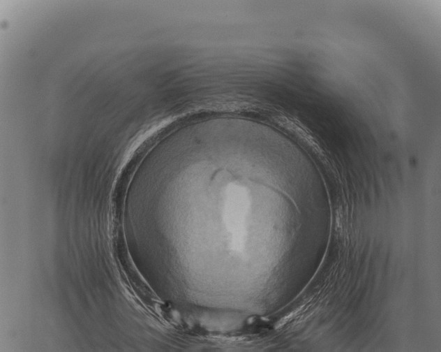 X0000066520724200603311753