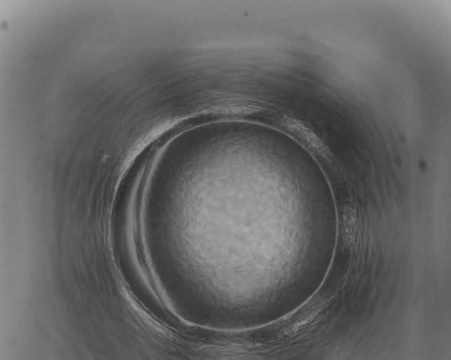 X0000066520726200603311753