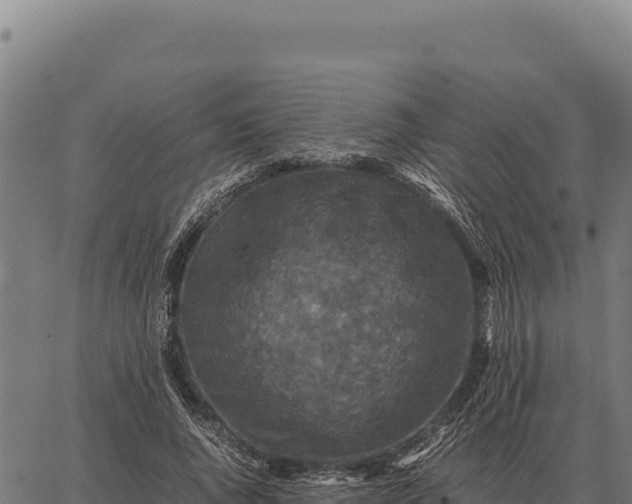 X0000066520736200603311754