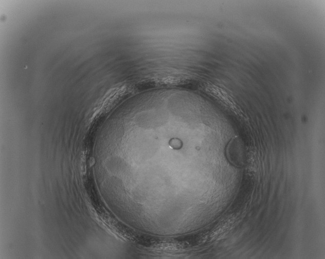 X0000066520738200603311754