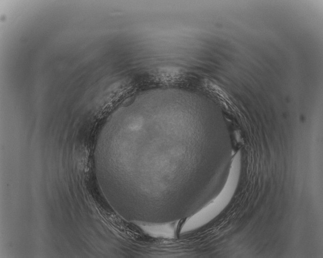 X0000066520750200603311754