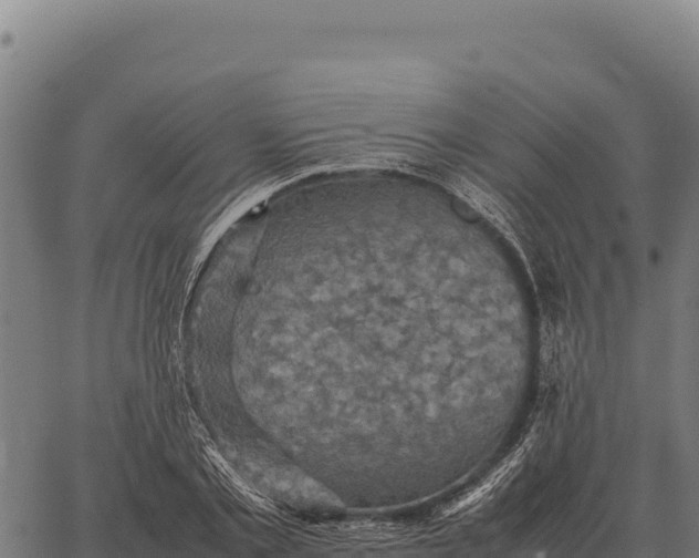 X0000066520789200603311753