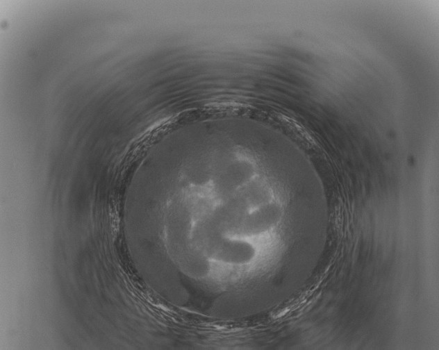 X0000066520821200603311752