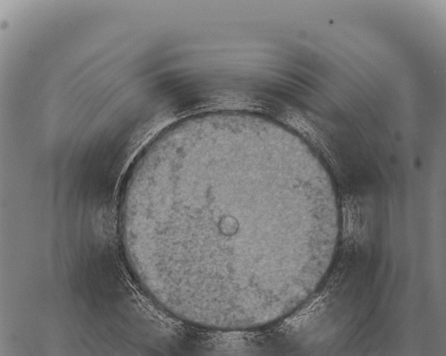 X0000066520828200603311752