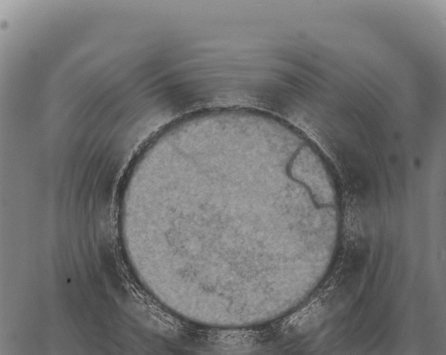 X0000066520832200603311752