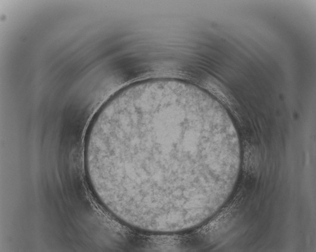 X0000066520836200603311752