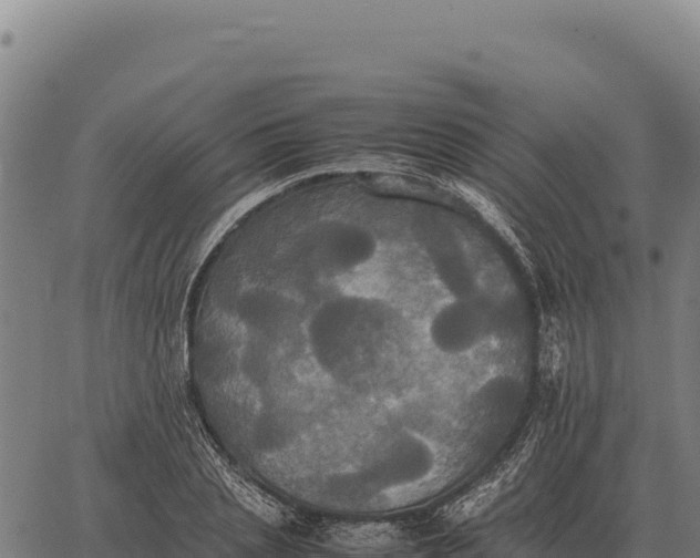 X0000066520837200603311752