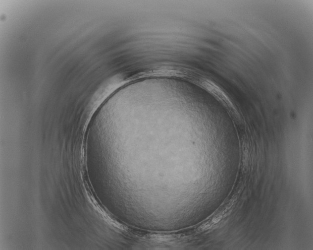 X0000066520852200603311752