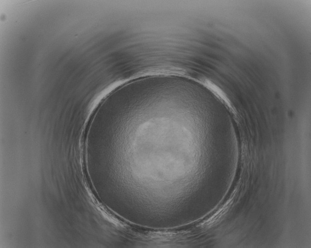 X0000066520854200603311752