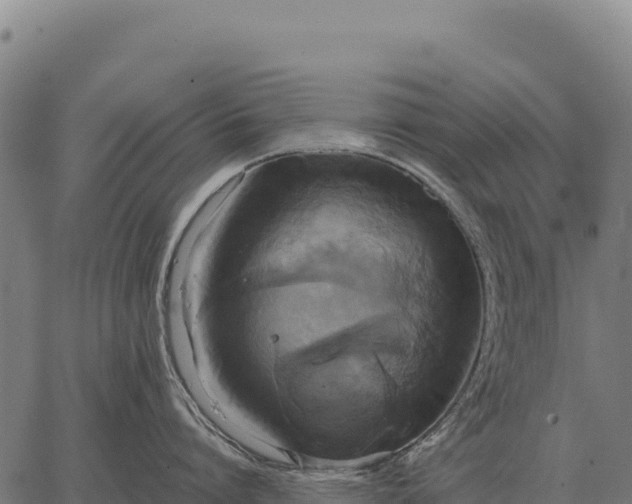 X0000066520864200603311753