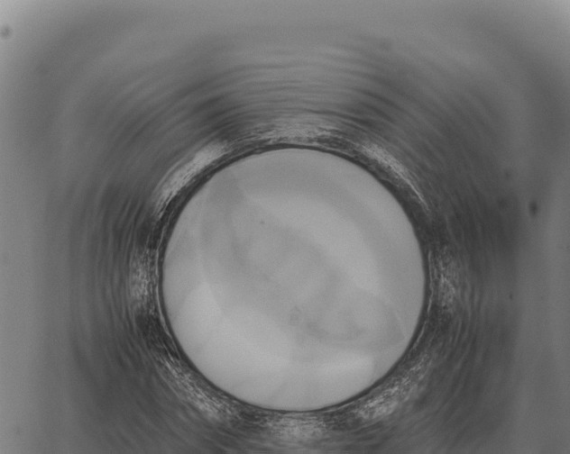 X0000066520874200603311752