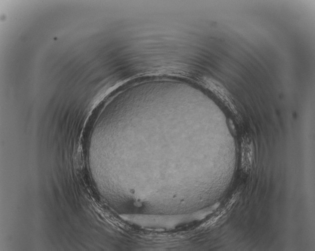 X0000066520876200603311752