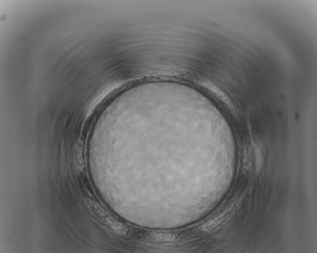 X0000066520878200603311752