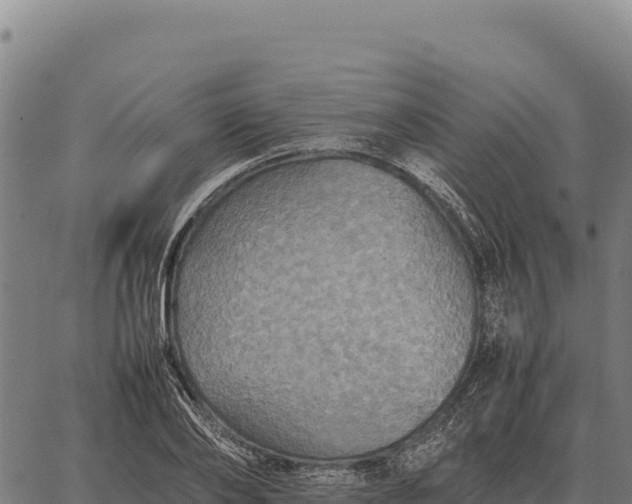 X0000066520886200603311751