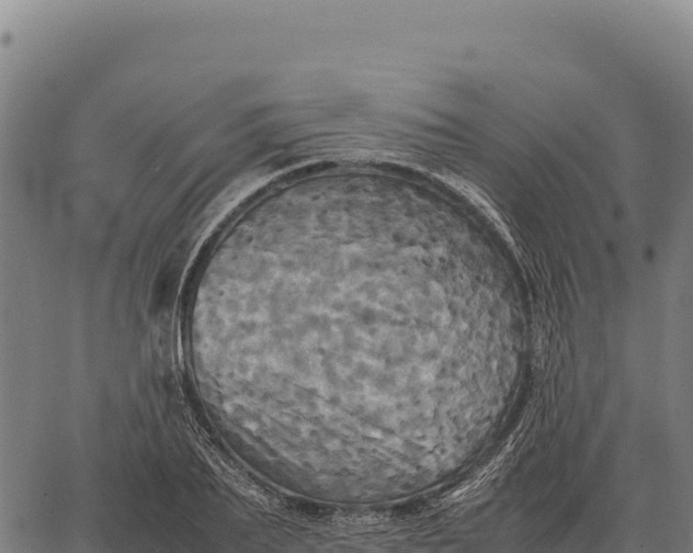 X0000066520887200603311751