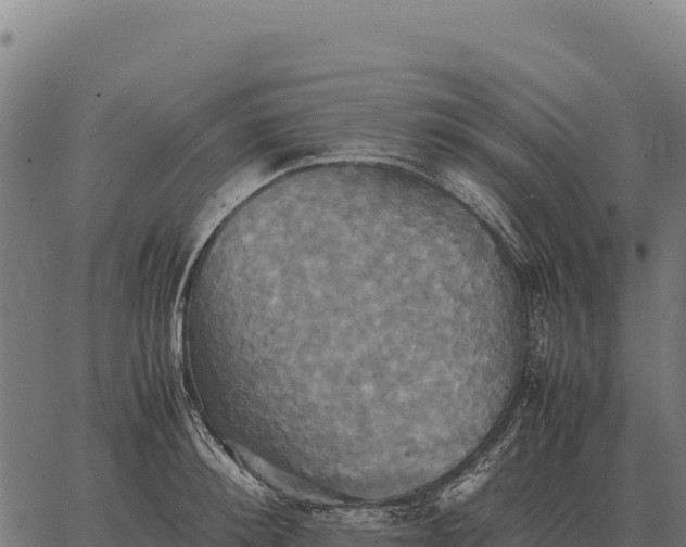 X0000066520900200603311751