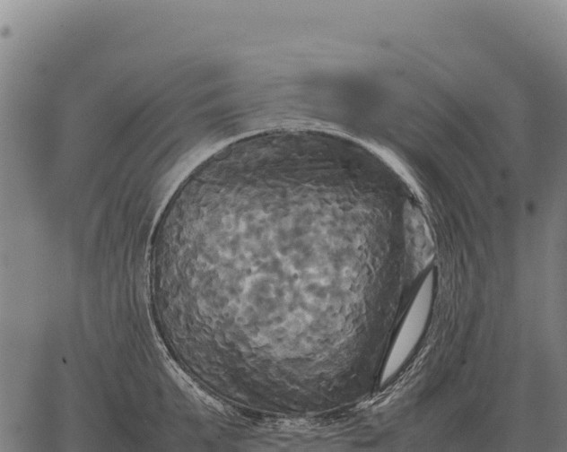 X0000066520903200603311751