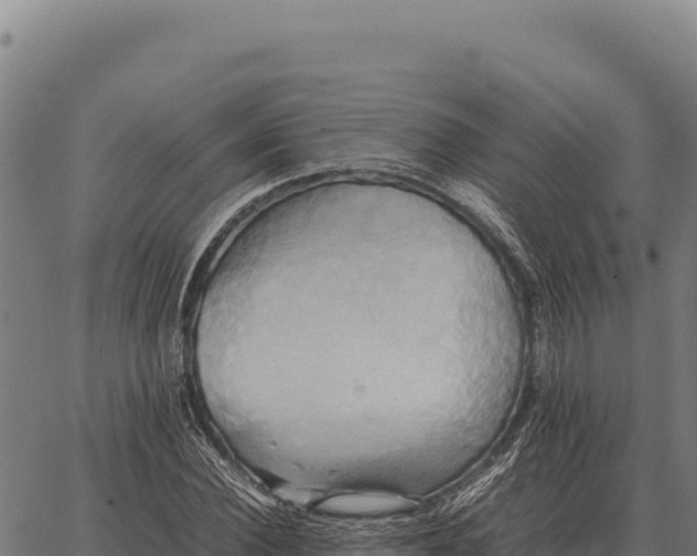 X0000066520924200603311750