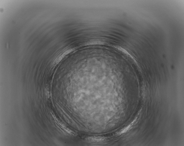 X0000066520929200603311751