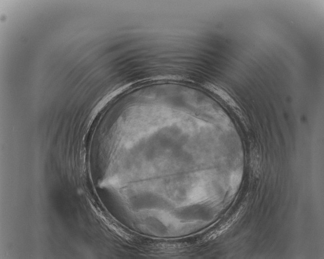 X0000066520933200603311751