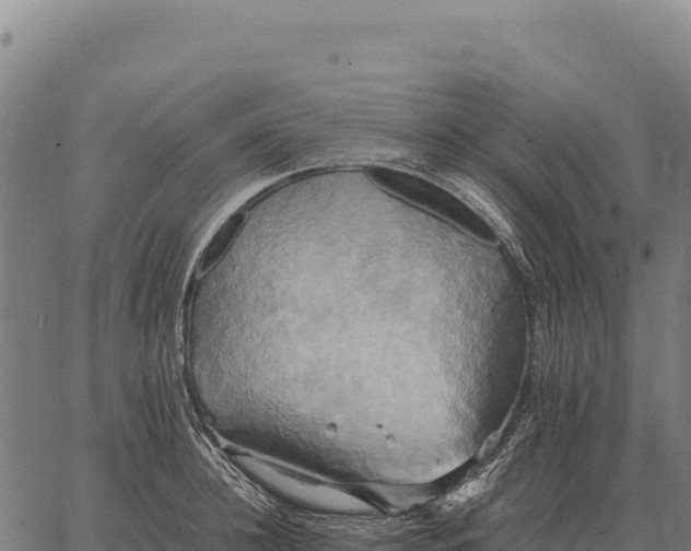 X0000066520948200603311751