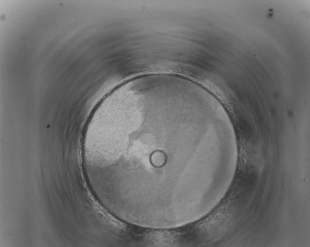 X0000066520950200603311751