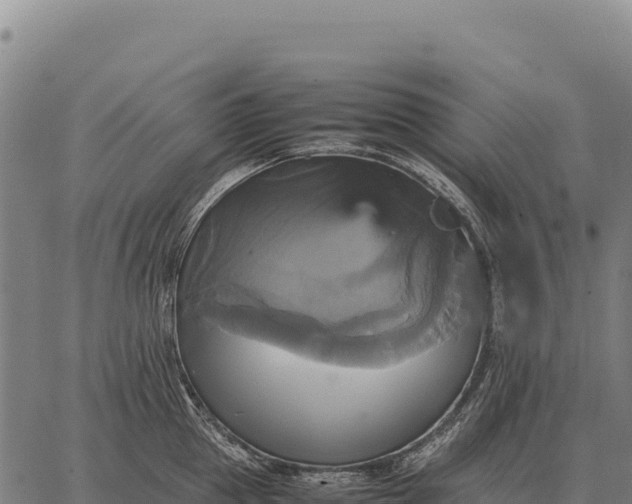 X0000066520953200603311751