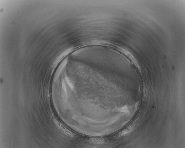 X0000066520954200603311751