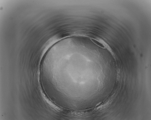 X0000066520955200603311751